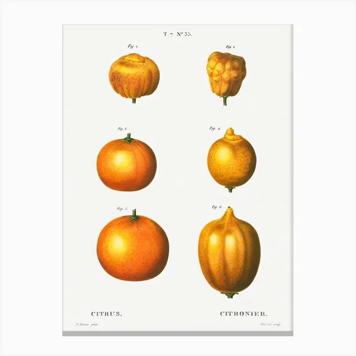 6 Types Of Oranges, Pierre Joseph Redoute Canvas Print by Fy! Classic Art Prints and Posters