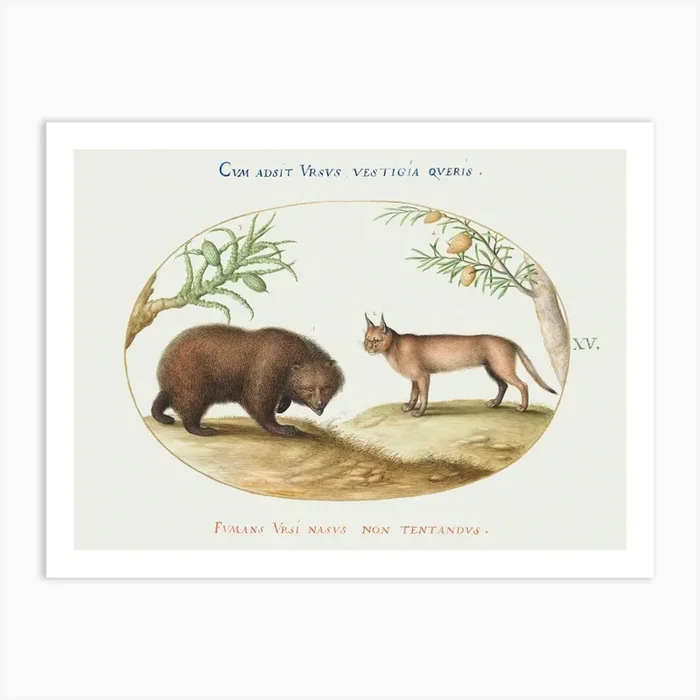 A Bear And A Lynx (1575–1580), Joris Hoefnagel Art Print by Fy! Classic Art Prints and Posters