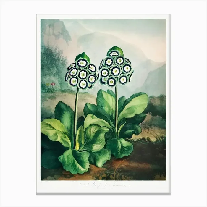 A Group Of Auriculas From The Temple Of Flora (1808), Robert John Thornton Canvas Print by Fy! Classic Art Prints and Posters