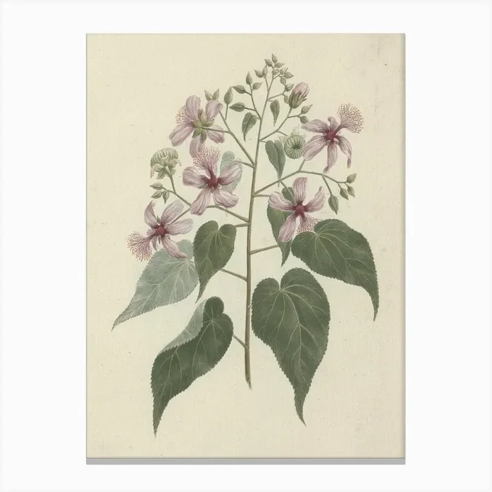 Abutilon longicuspe A. Rich. (Abutilon) finished drawing by Luigi Balugani Canvas Print by Fy! Classic Art Prints and Posters
