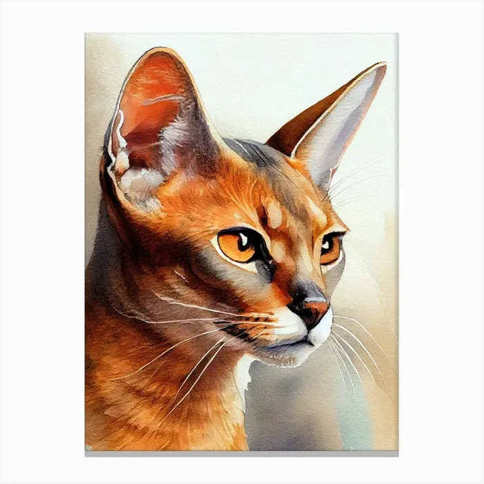 Abyssinian Cat animal Canvas Print by JBJart Justyna Jaszke
