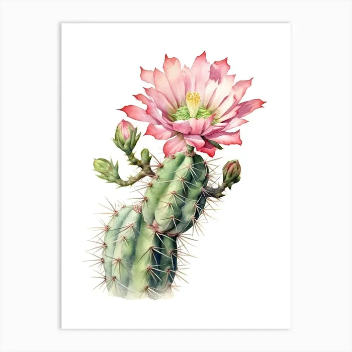 Acanthocalycium Cactus Watercolour Drawing 4 Art Print by Prickly Pear Art