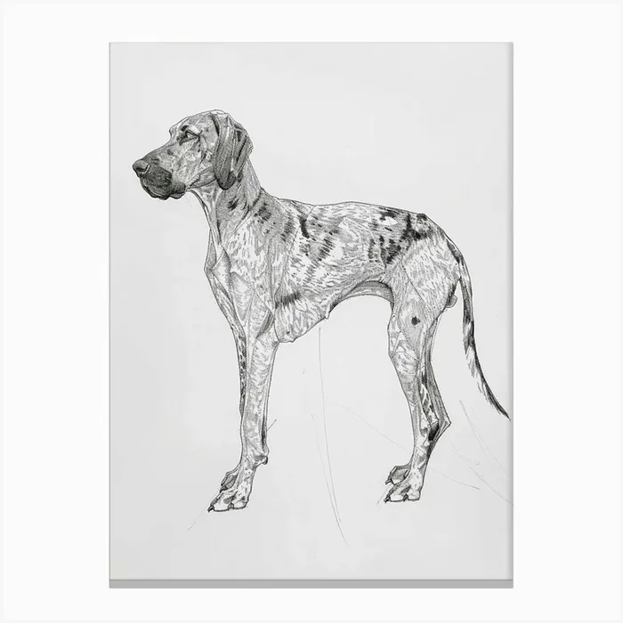 American English Hound Dog Line Sketch 1 Canvas Print by Woof and Whiskers