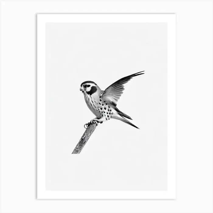 American Kestrel B&W Pencil Drawing 3 Bird Art Print by Featherline