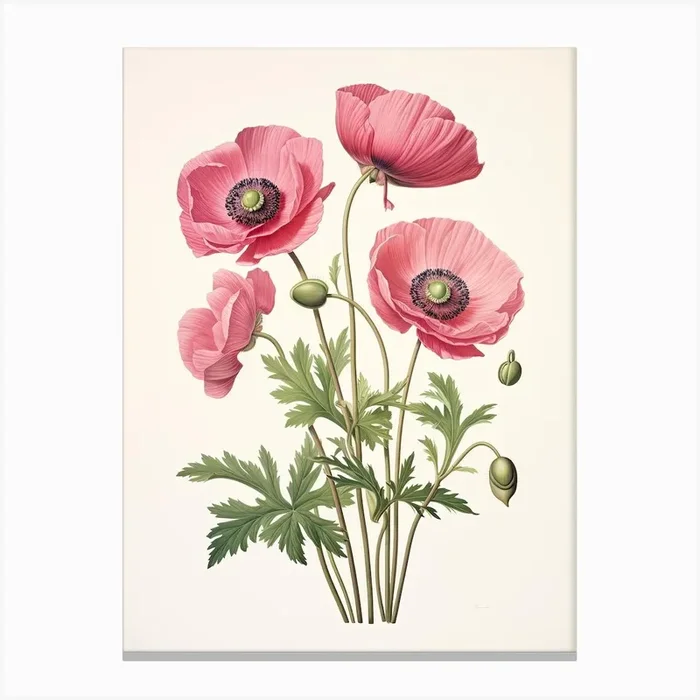 Anemones Flower Vintage Botanical 3 Canvas Print by Whimsical Meadows