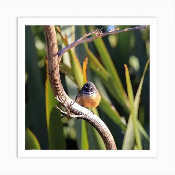 Angry Bird in New Zealand Art PrintM by Mitsy