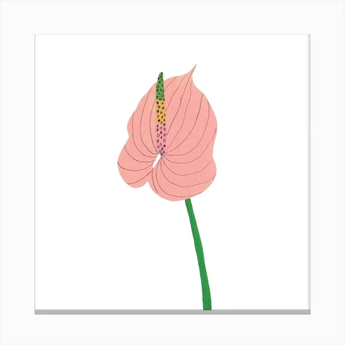 Anthurium Anthem Canvas Print by Fern Choonet Illustration
