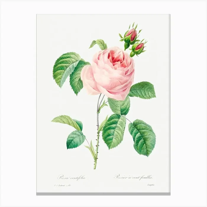 Antique Plant Drawn, Pierre Joseph Redoute Canvas Print by Fy! Classic Art Prints and Posters