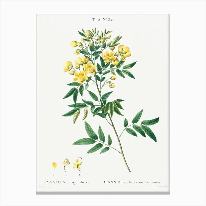 Argentine Senna, Pierre Joseph Redoute Canvas Print by Fy! Classic Art Prints and Posters
