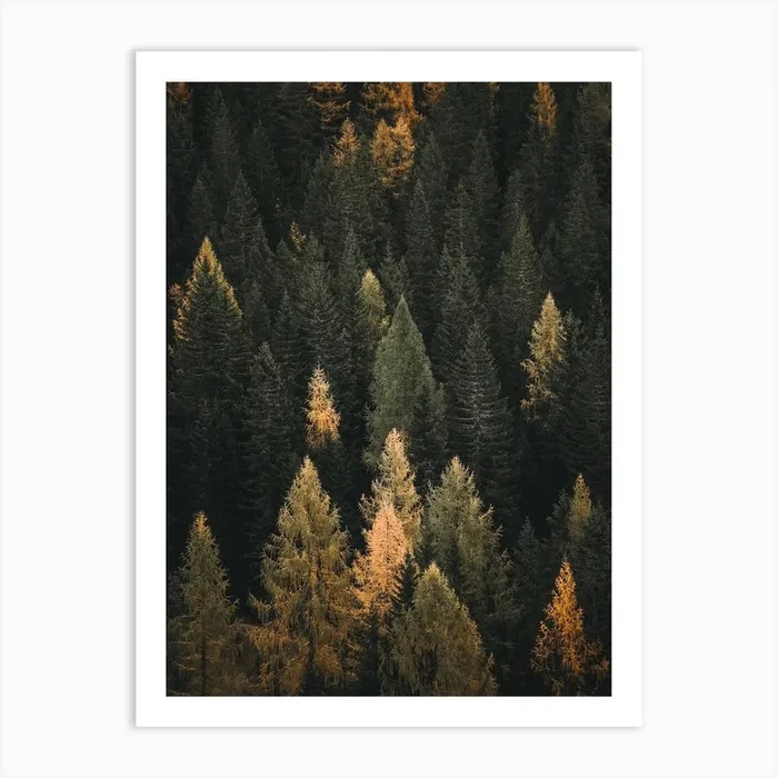 Autumn Pine Forest Art Print by Indio Page