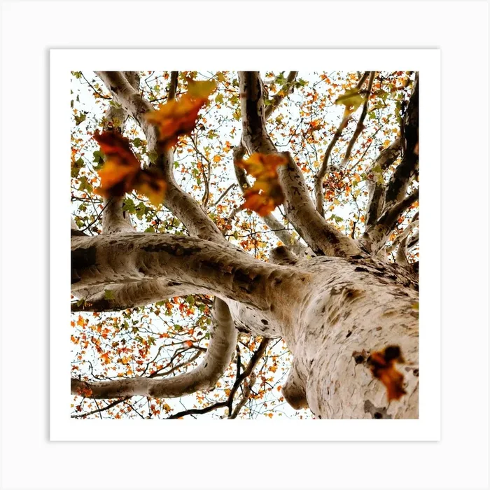 Autumn Tree And Leaves Colour Nature Photography Square Art Print by Aimee Giles