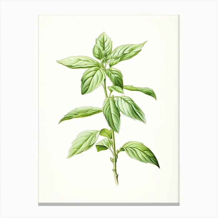 Basil Vintage Botanical Herbs 0 Canvas Print by Whimsical Meadows