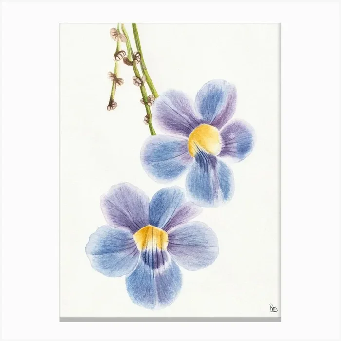 Bengal Clockvine Watercolor Canvas Print by LauRoxan