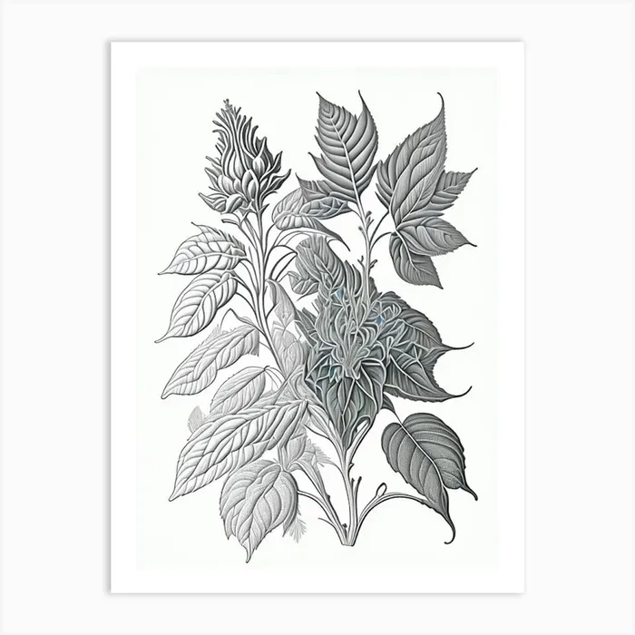 Bergamot Herb William Morris Inspired Line Drawing 2 Art PrintHH by Herbaceous Hues
