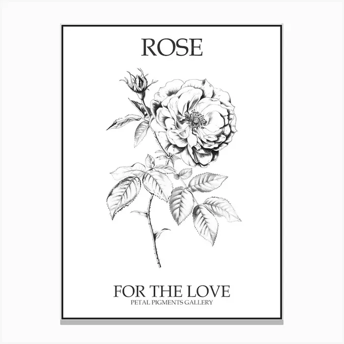 Black And White Rose Line Drawing 4 Poster Canvas Print by Petal Pigments
