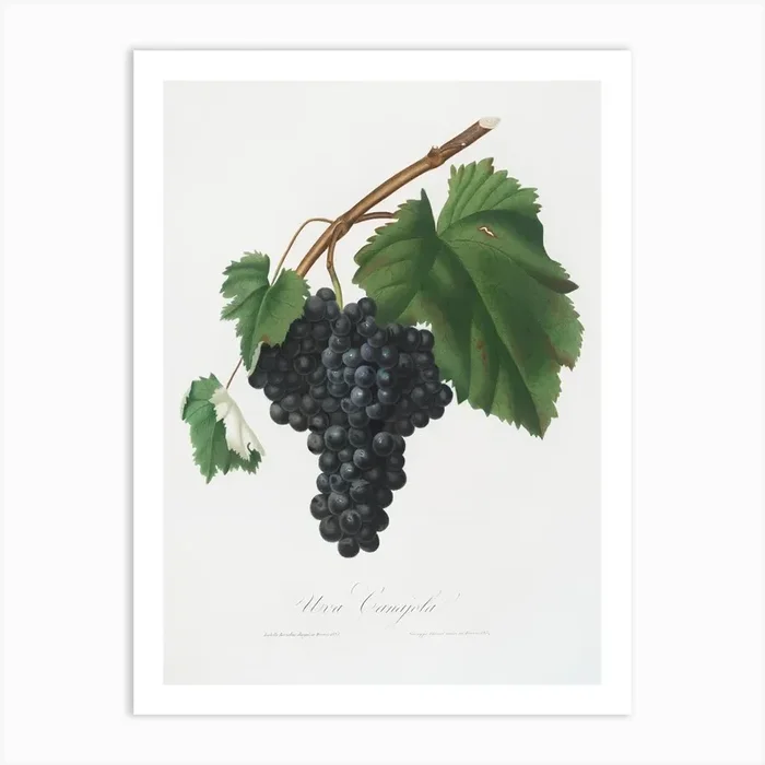 Black Canaiolo (Vitis Vinifera Etrusca) From Pomona Italiana (1817 – 1839) , Giorgio Gallesio Art Print by Fy! Classic Art Prints and Posters