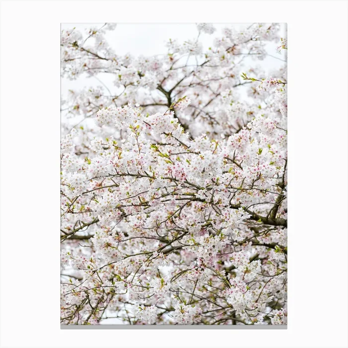 Blossom Tree 02 Canvas Print by Mariëlle Leenders