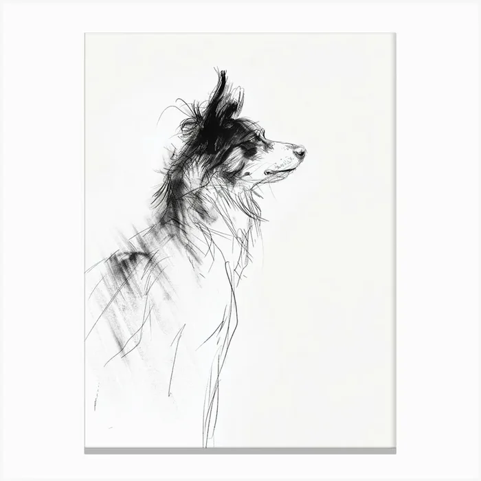 Border Collie Dog Charcoal Line 3 Canvas Print by Woof and Whiskers