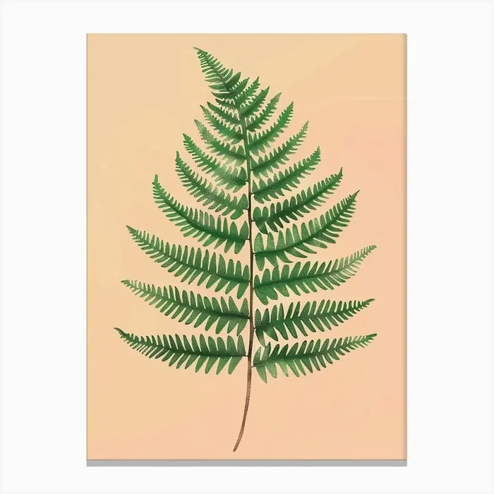 Boston Fern Plant Minimalist Illustration 1 Canvas Print by Petal Pigments