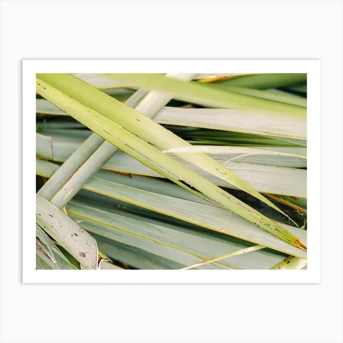 Botanical Detail Ii Art Print by Raisa Zwart Photography