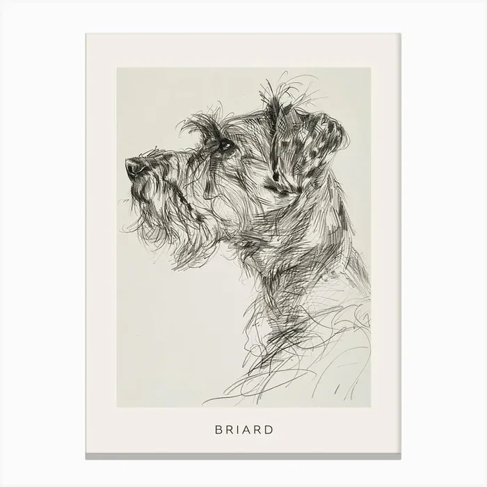 Briard Dog Line Sketch 2 Poster Canvas Print by Woof and Whiskers