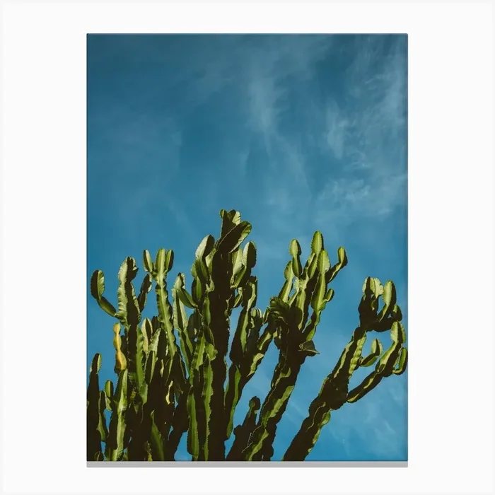 Cactus Sky Canvas Print by Bethany Young