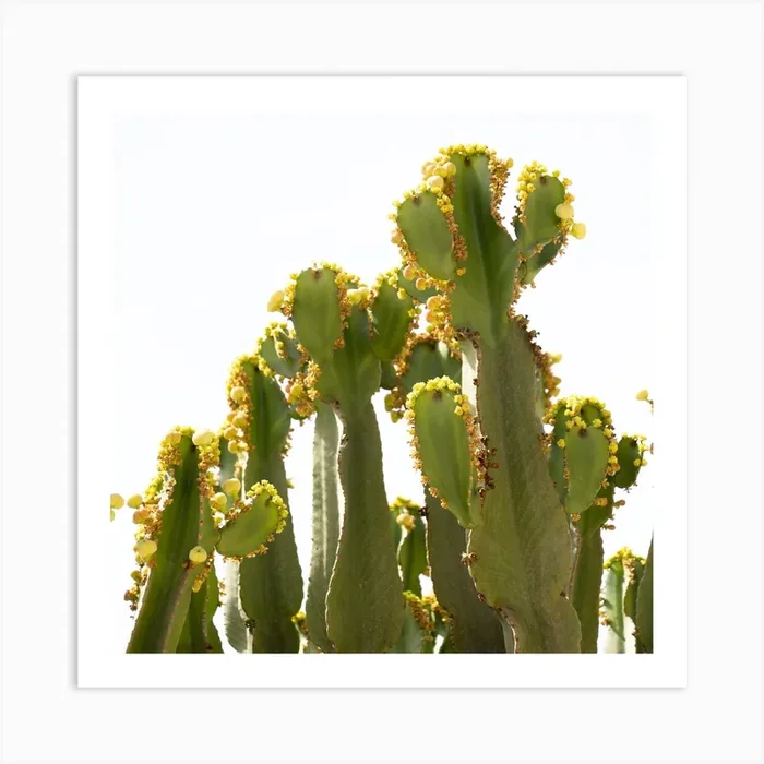 Cactus starting to bloom Art PrintM by Mitsy