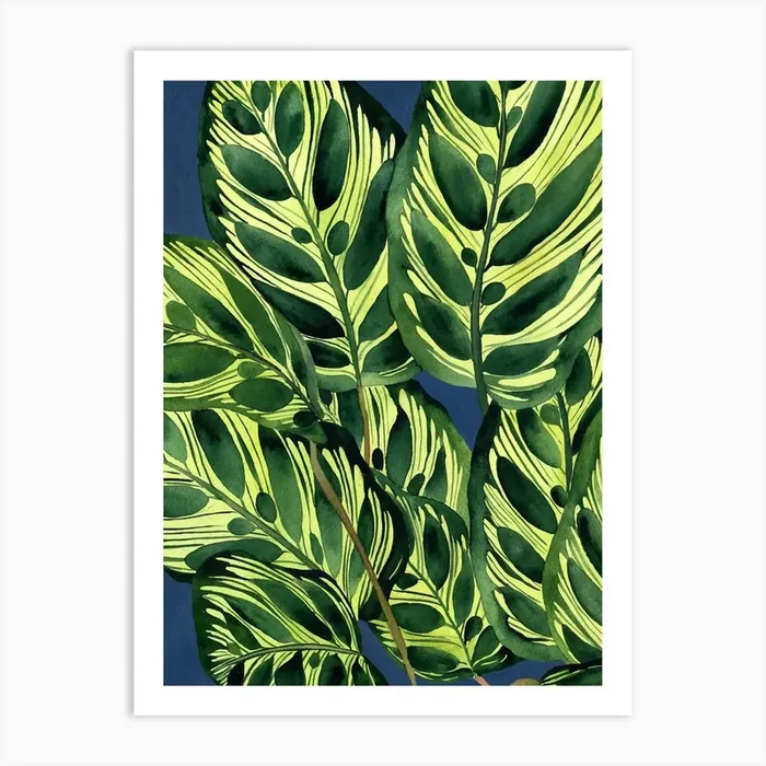 Calathea Peacock Plant Art Print by Gush Art Studio