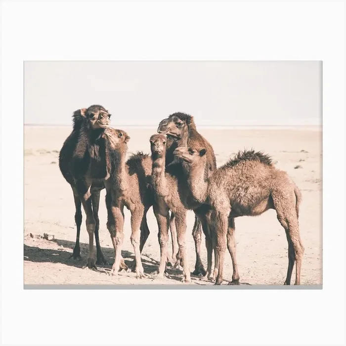 Camel Herd Canvas Print by Indio Page
