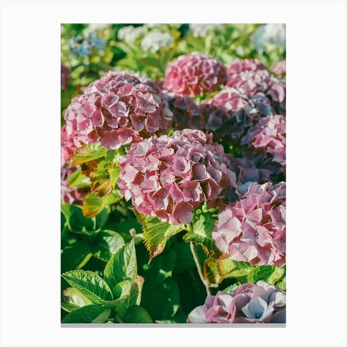 Cannon Beach Blooms III on Film Canvas Print by Bethany Young