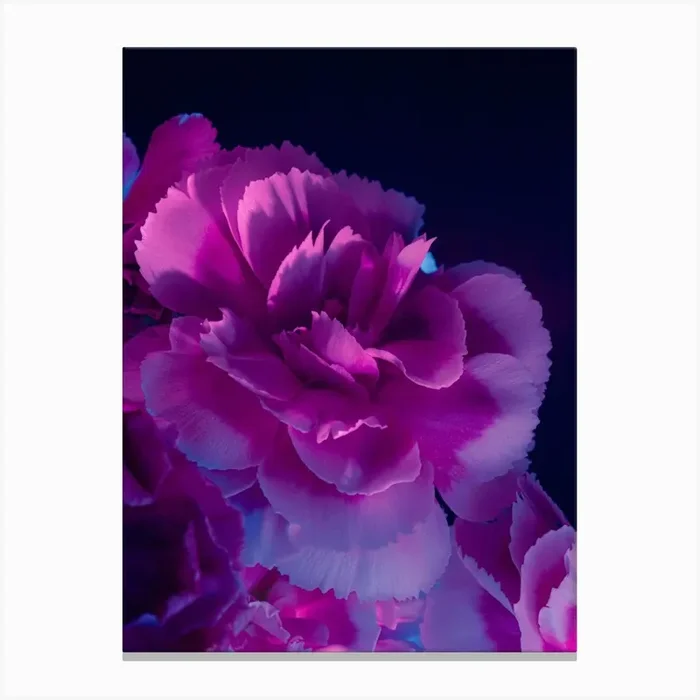 Carnations 2 Canvas Print by Art shop