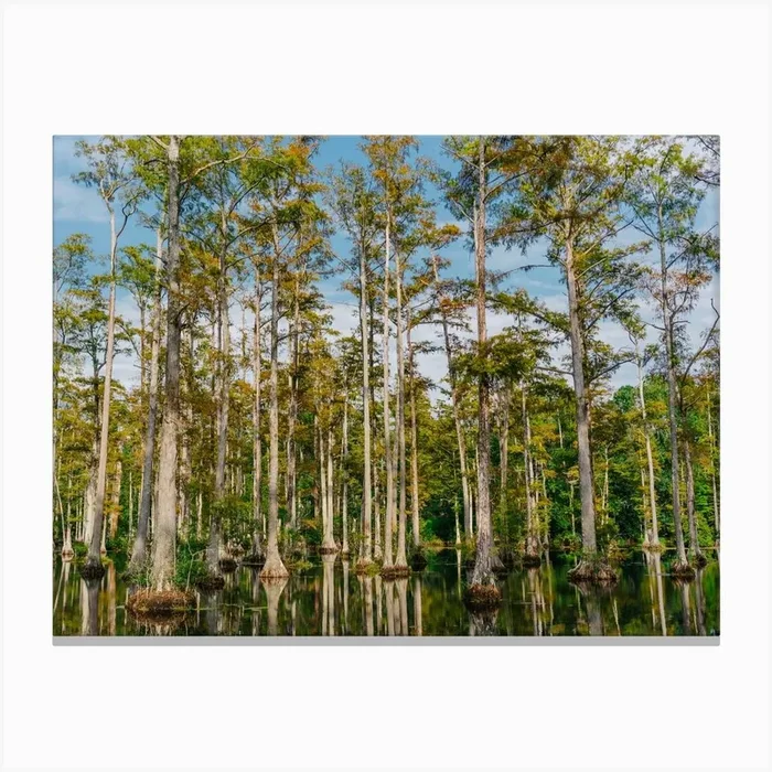 Charleston Cypress Gardens LX Canvas Print by Bethany Young