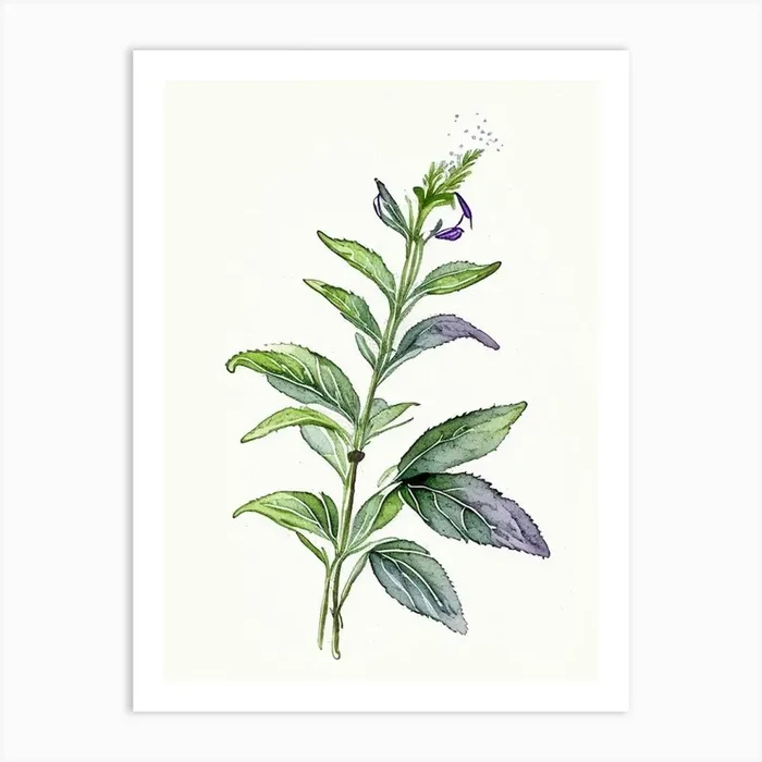 Comfrey Herb Minimalist Watercolour Art PrintHH by Herbaceous Hues