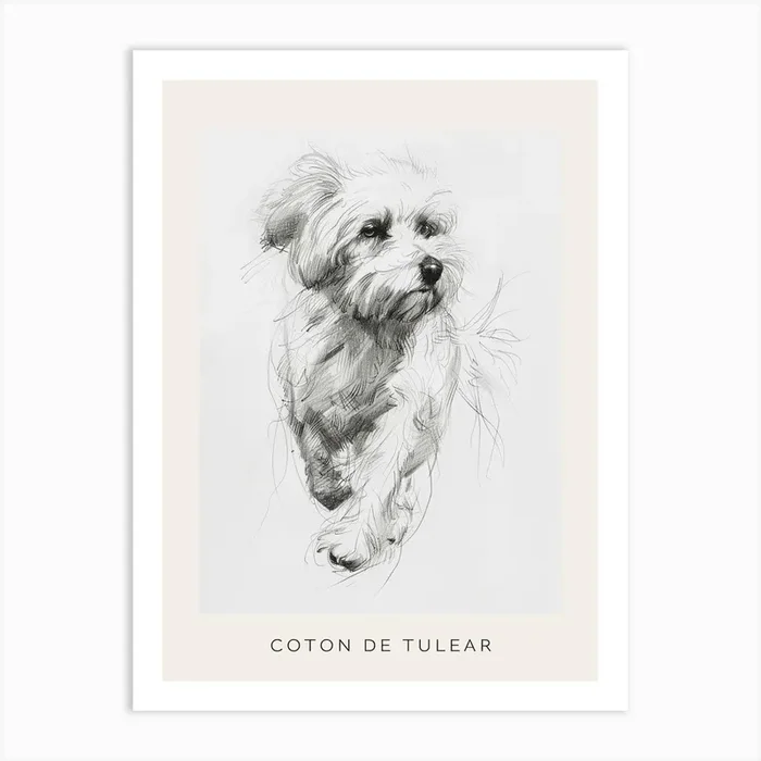 Coton De Tulear Dog Line Sketch 1 Poster Art Print by Woof and Whiskers