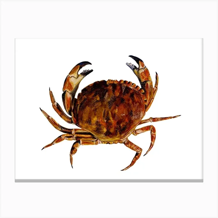 Crab On White Canvas Print by Max Made Me