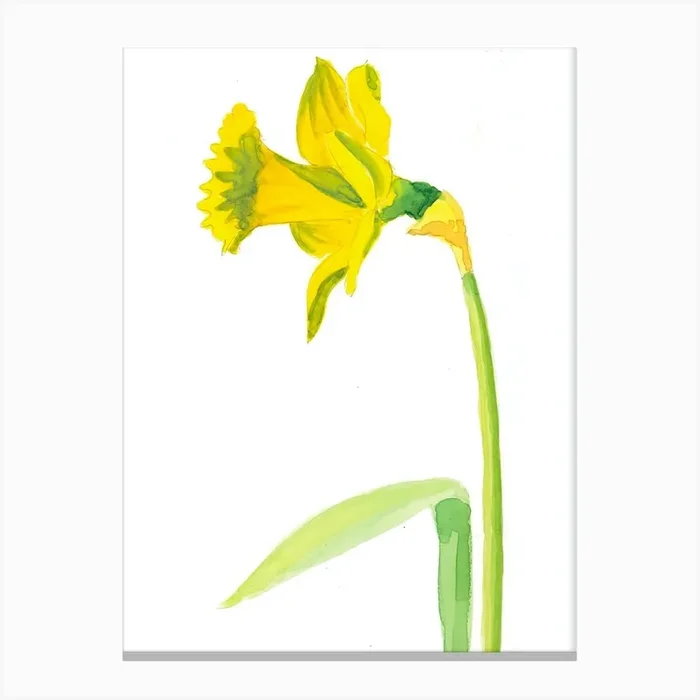 Daffodil Painting Canvas Print by Lisa Anderson