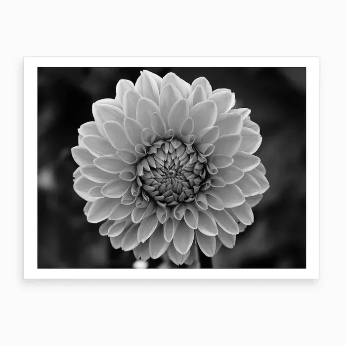 Dahlia Art Print by Thula Photography