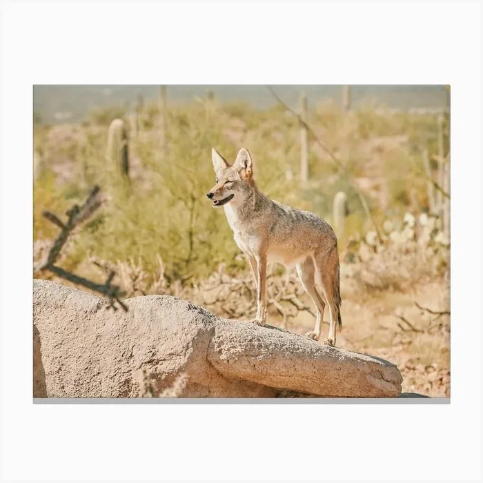 Desert Coyote Canvas PrintIP by Inkish Prints