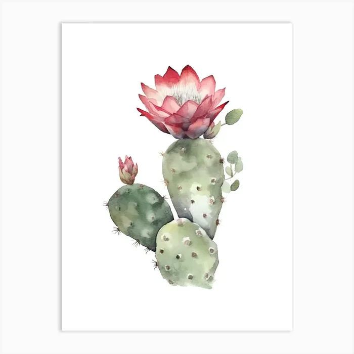 Devils Tongue Cactus Watercolour Drawing 4 Art Print by Prickly Pear Art