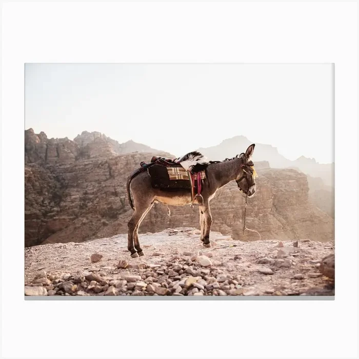 Donkey in Jordan in the dry mountains waiting for it’s owner Canvas PrintDD by Dayenne Design