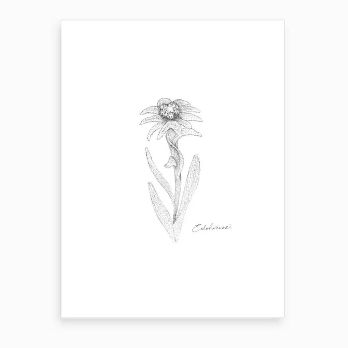 Edelweiss Art Print by Daniela Pisani