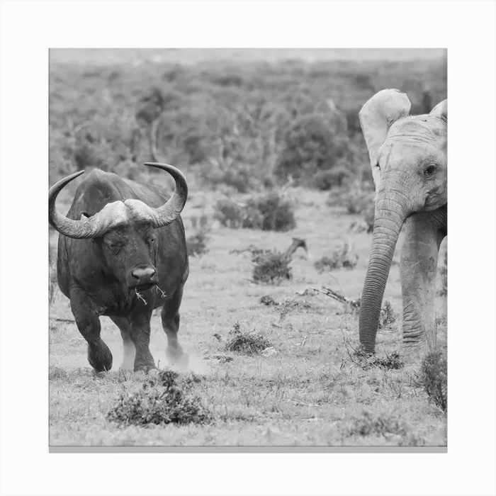 Elephant And Buffalo Canvas Print by Thula Photography