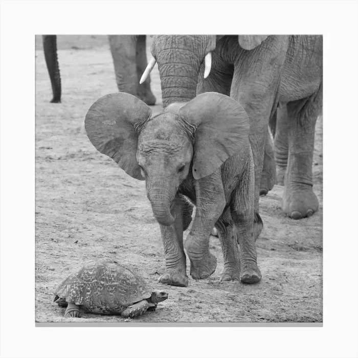 Elephant Baby 9641 Canvas Print by Thula Photography