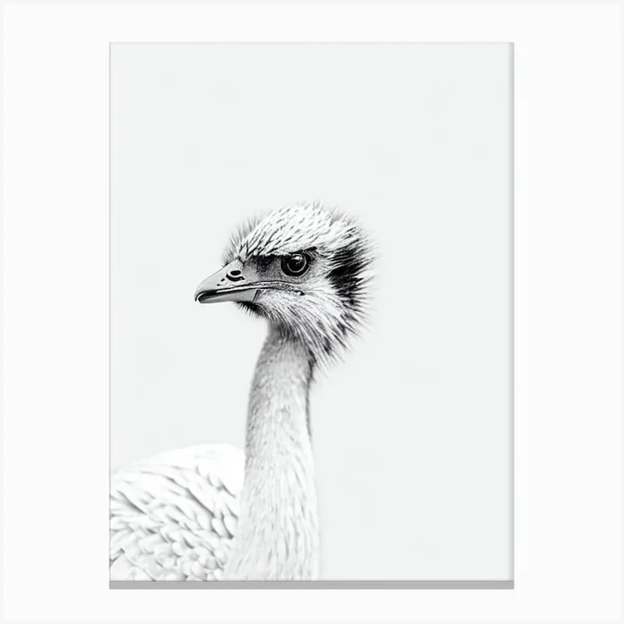 Emu B&W Pencil Drawing 2 Bird Canvas Print by Featherline
