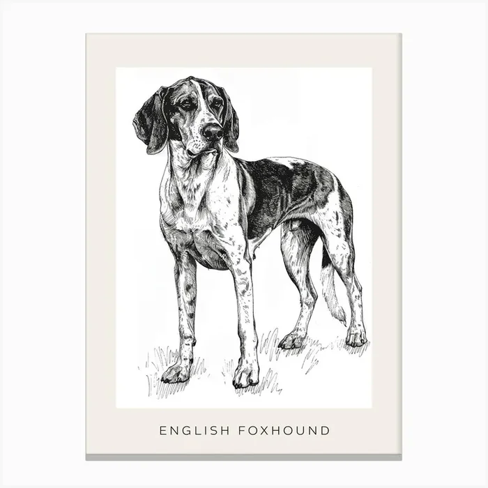 English Foxhound Dog Line Sketch 1 Poster Canvas Print by Woof and Whiskers
