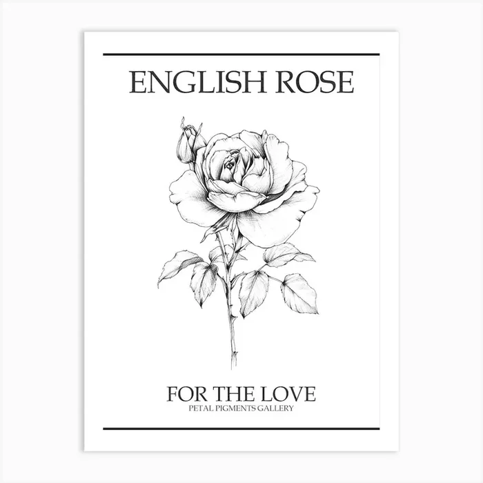 English Rose Black And White Line Drawing 1 Poster Art Print by Petal Pigments