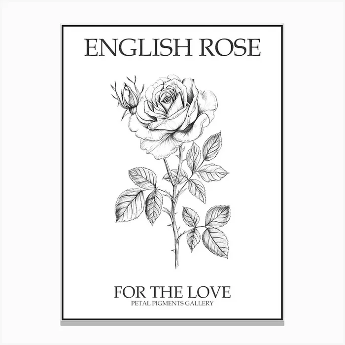 English Rose Black And White Line Drawing 25 Poster Canvas Print by Petal Pigments
