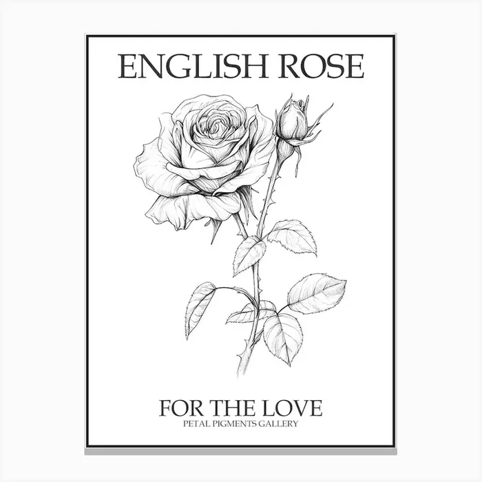 English Rose Black And White Line Drawing 41 Poster Canvas Print by Petal Pigments