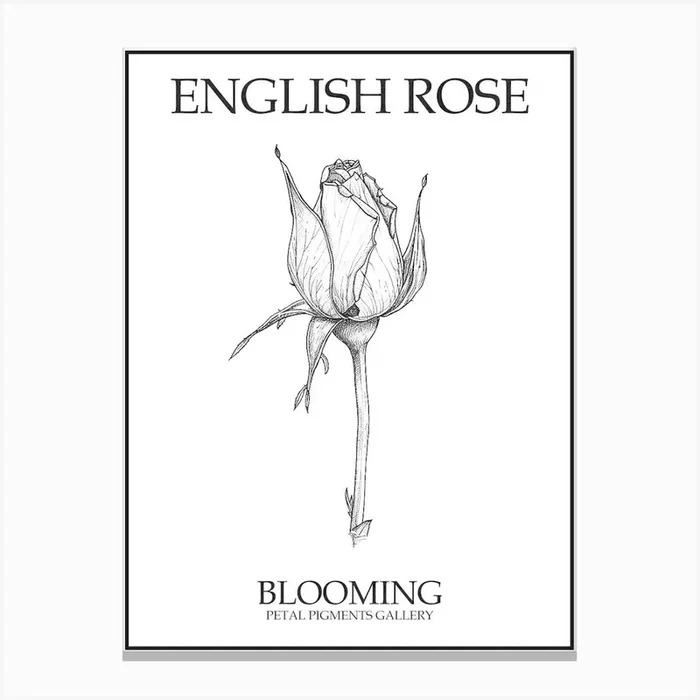 English Rose Blooming Line Drawing 4 Poster Canvas Print by Petal Pigments