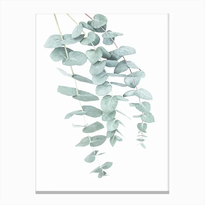 Eucalyptus 2 Canvas Print by Sisi and Seb
